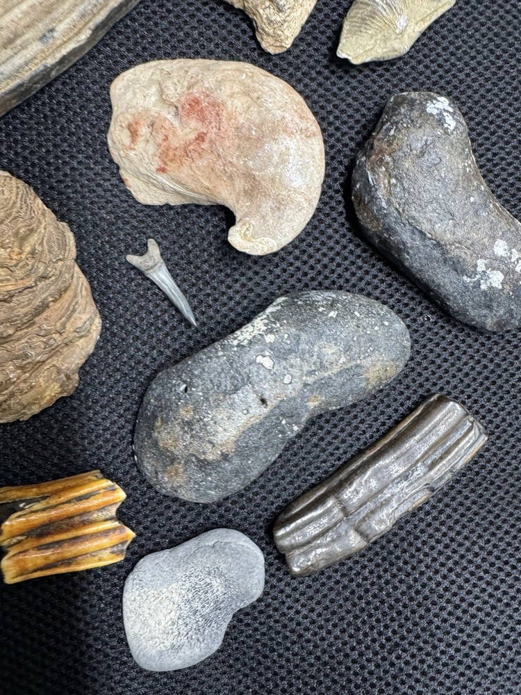 fossil collection lot From Southeastern Us