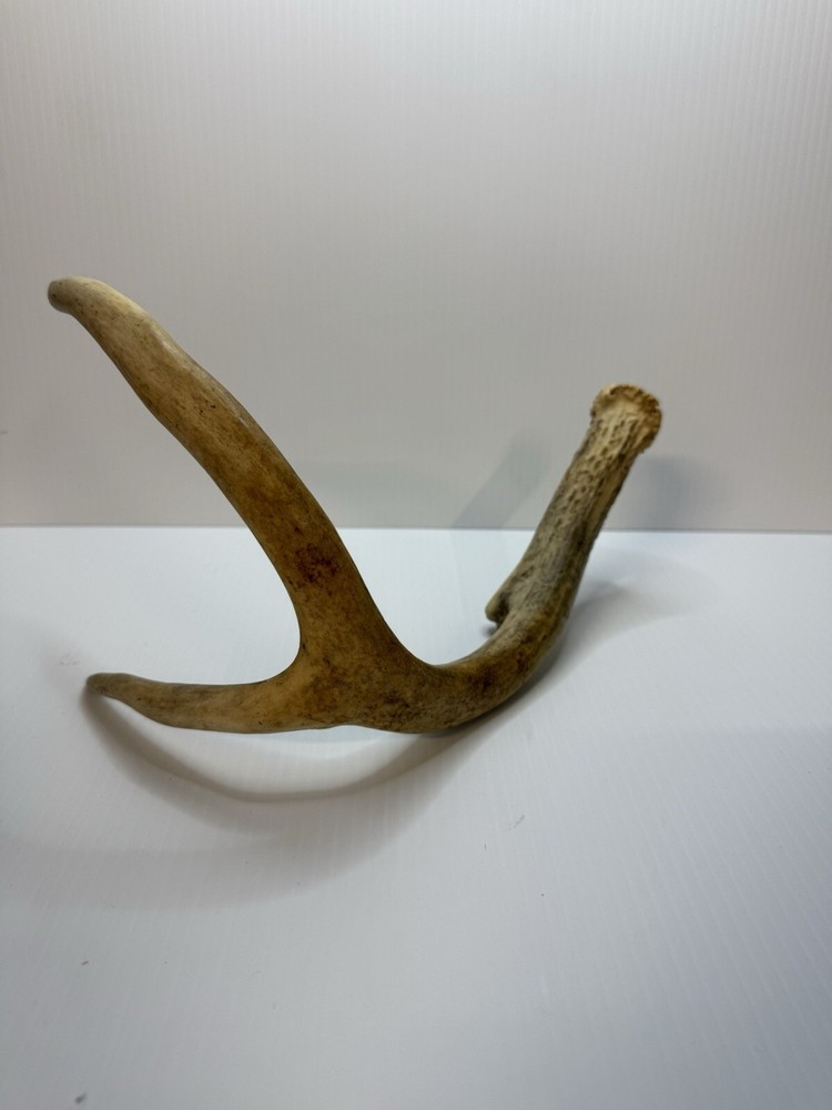 2 Animal Antlers Unknown Animal