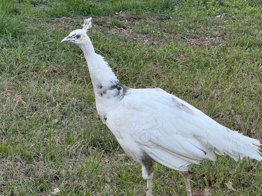 6 Peacock Peafowl Hatching eggs - Ready to ship, plus 1 extra egg!