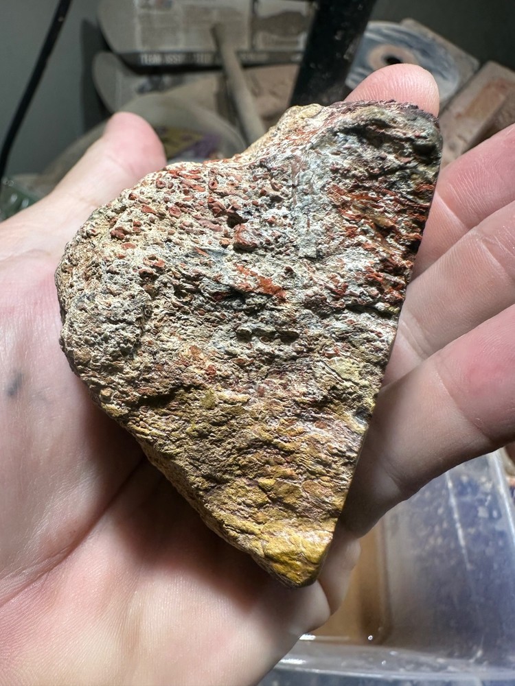 Dinosaur bone polished end cut specimen.