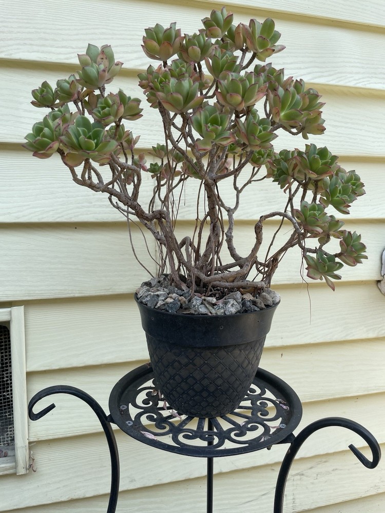 Bonsai Tree Aeonium Haworthia Tree Ship With Bare Rooted