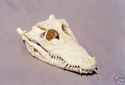 DWARF  CROCODILE SKULL  REPLICA