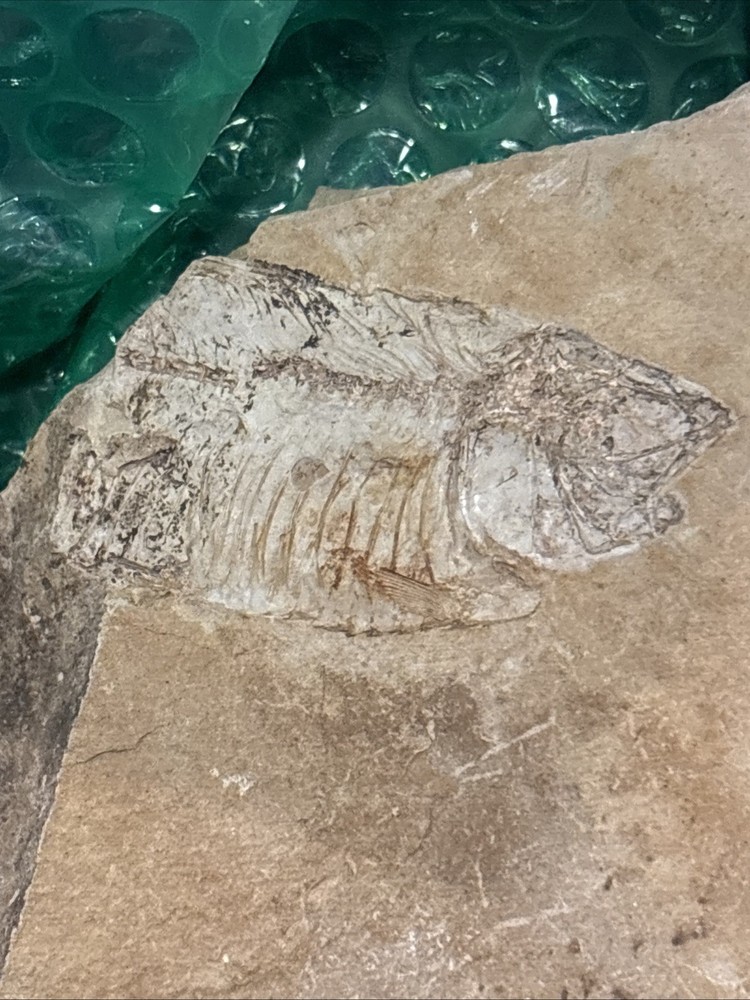 Partial Fossil Fish
