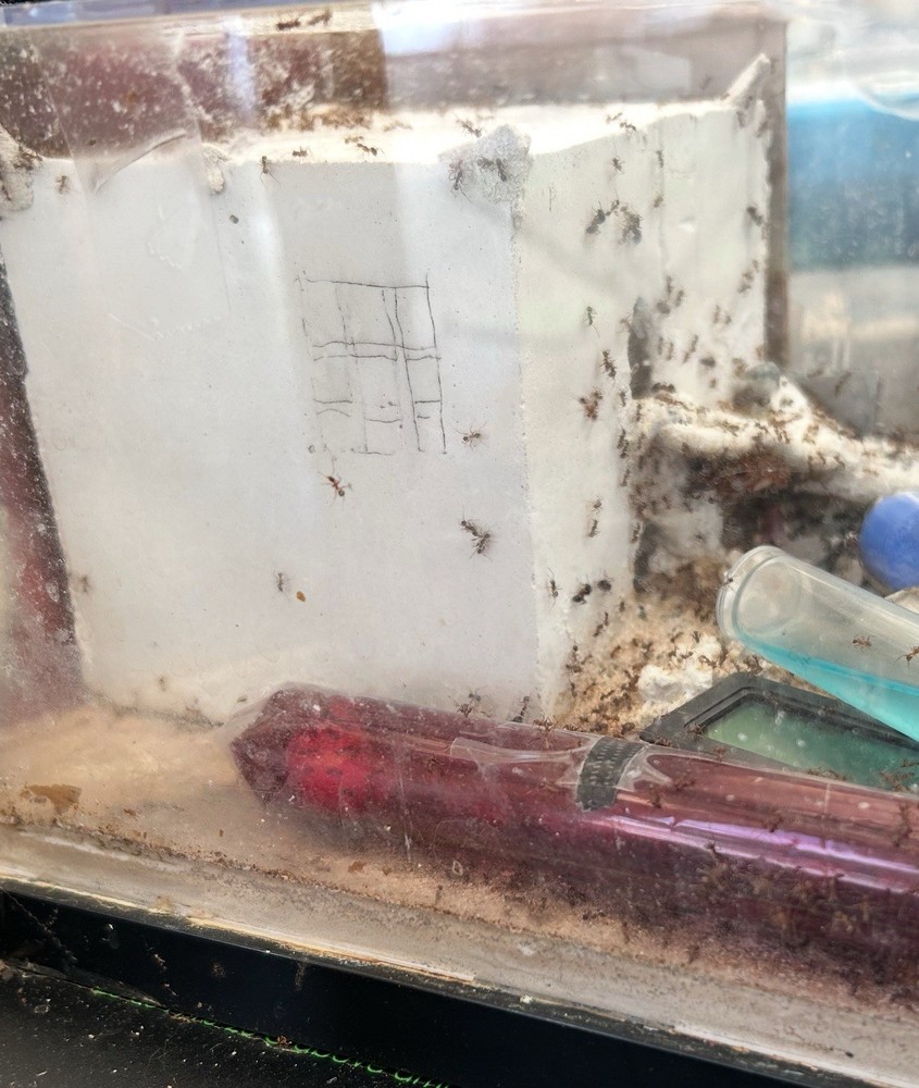 Formicarium