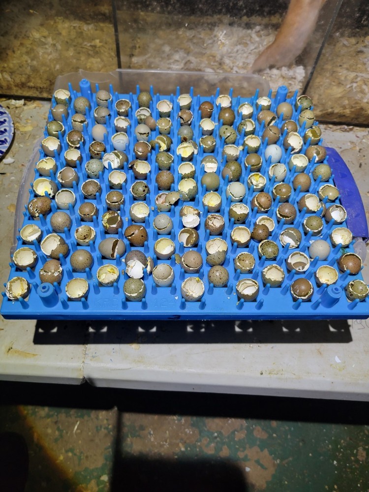 18 ++ Button Quail Hatching Eggs