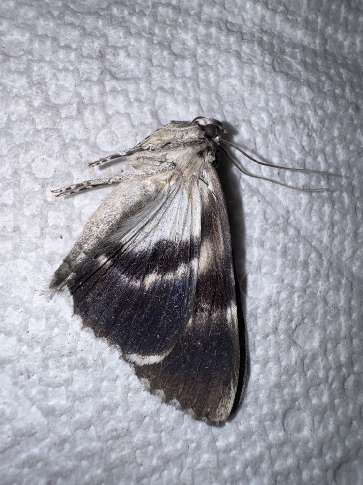BY5 - BEAUTIFUL BLACK UNDERWING CATACOLA MOTH 3