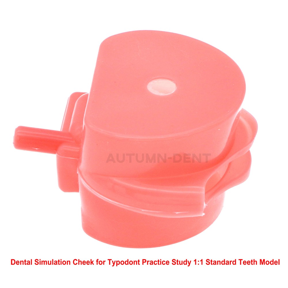 Dental Typodont Soft Rubber Simulation Cheek Removable fit Standard Teeth Model