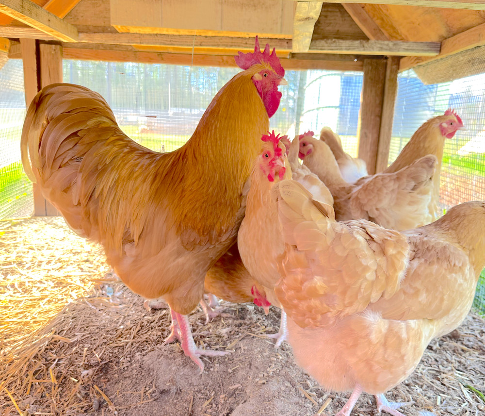 12 Buff Orpington Hatching Eggs - Make Offer!