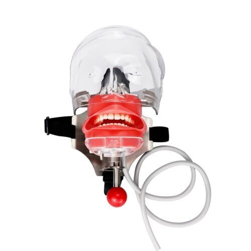 Dental Simulator Manikin Phantom Head Model Teeth Model for Training Practicing