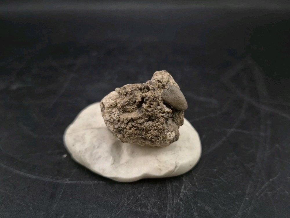 Real Fossil Dinosaur Egg Embro Permineralized Uv Reactive