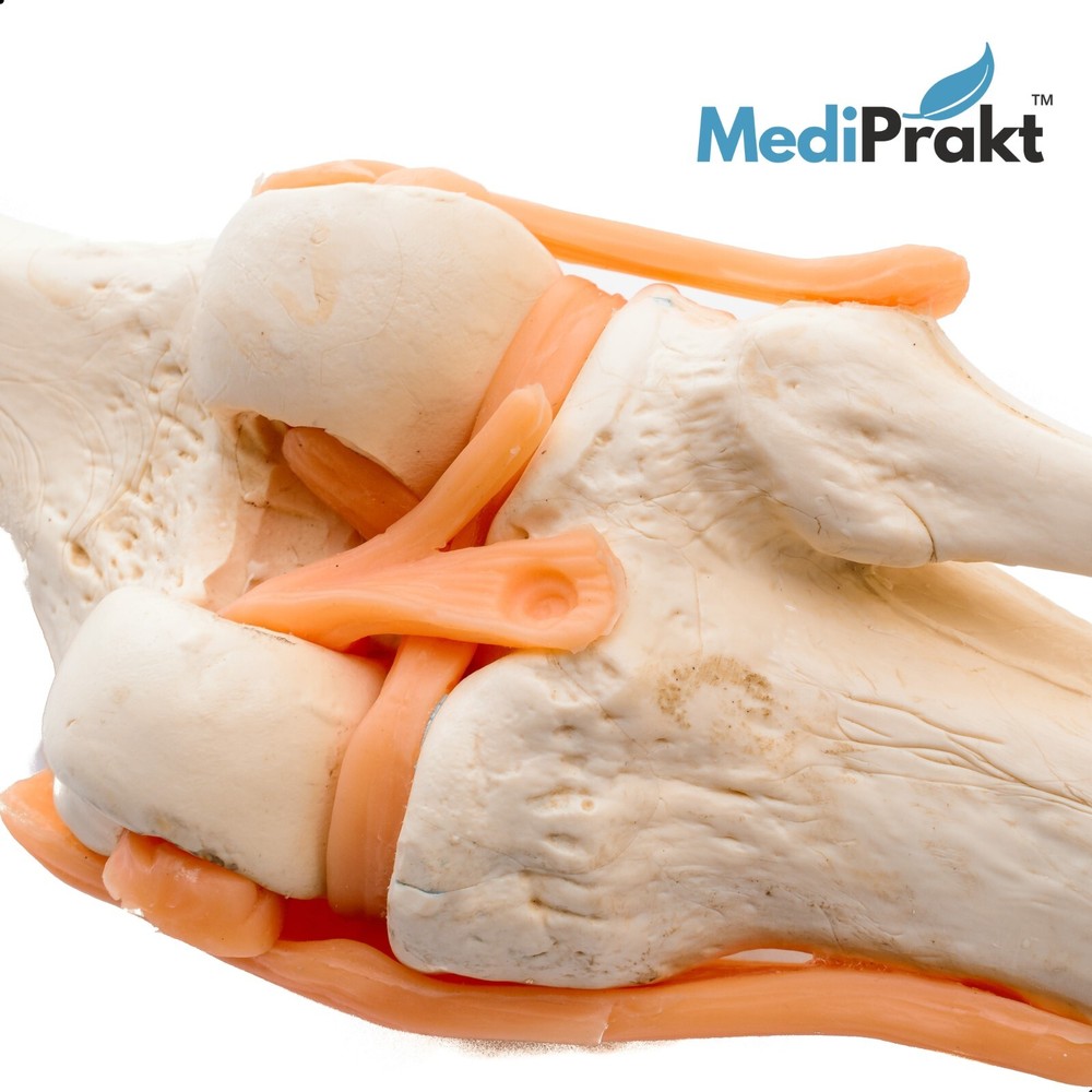 MediPrakt | JOINT MODEL COMBO - 4 | Hip Shoulder Knee Mini Spine