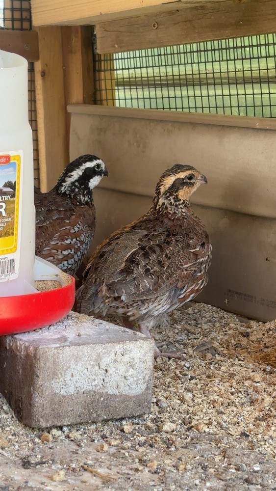 12+ Mixed Bobwhite Hatching Eggs