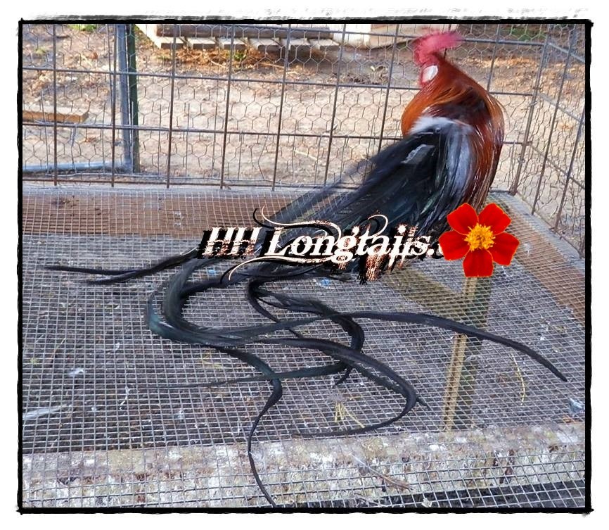 6+ BBRED Black Breasted Red Phoenix longtail Chicken hatching eggs SHOW QUALITY