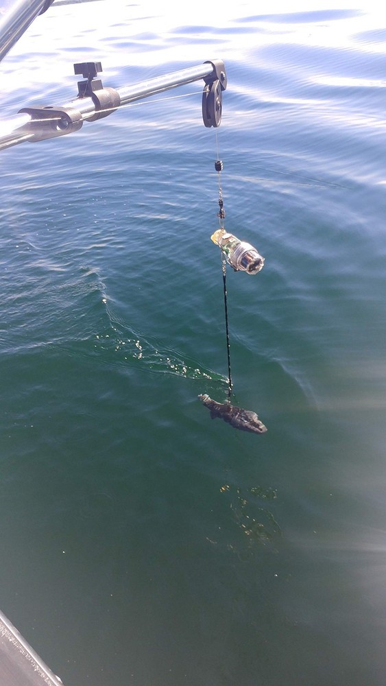 Downrigger Snubber Twin Pack, Clear