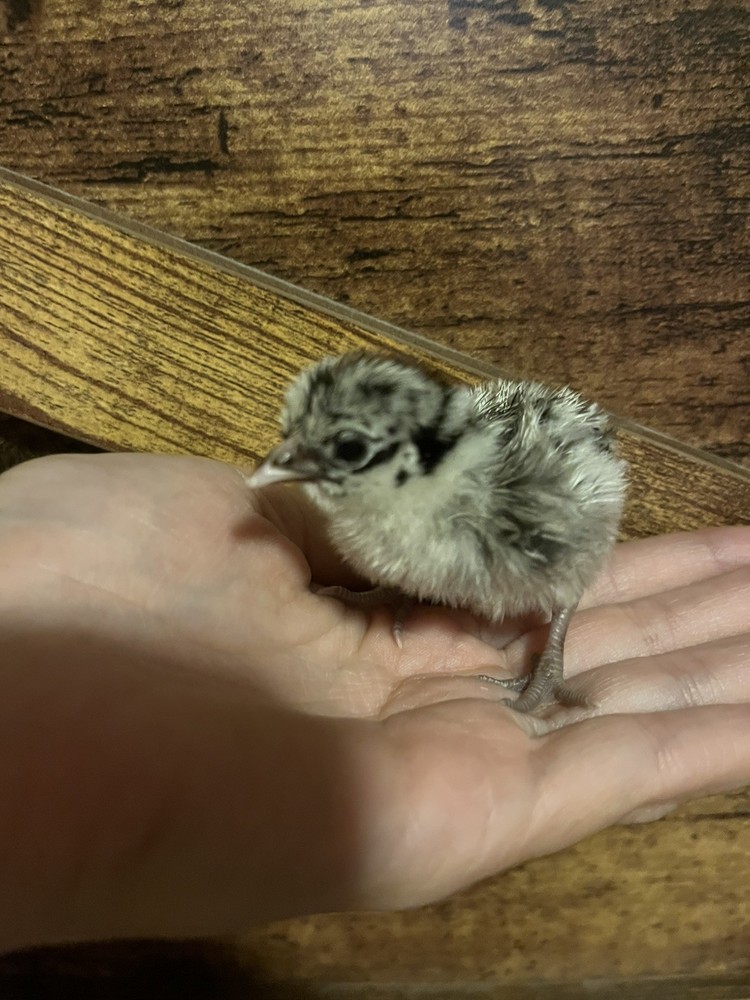 Silver Campine Hatching Eggs ~Super Rare~