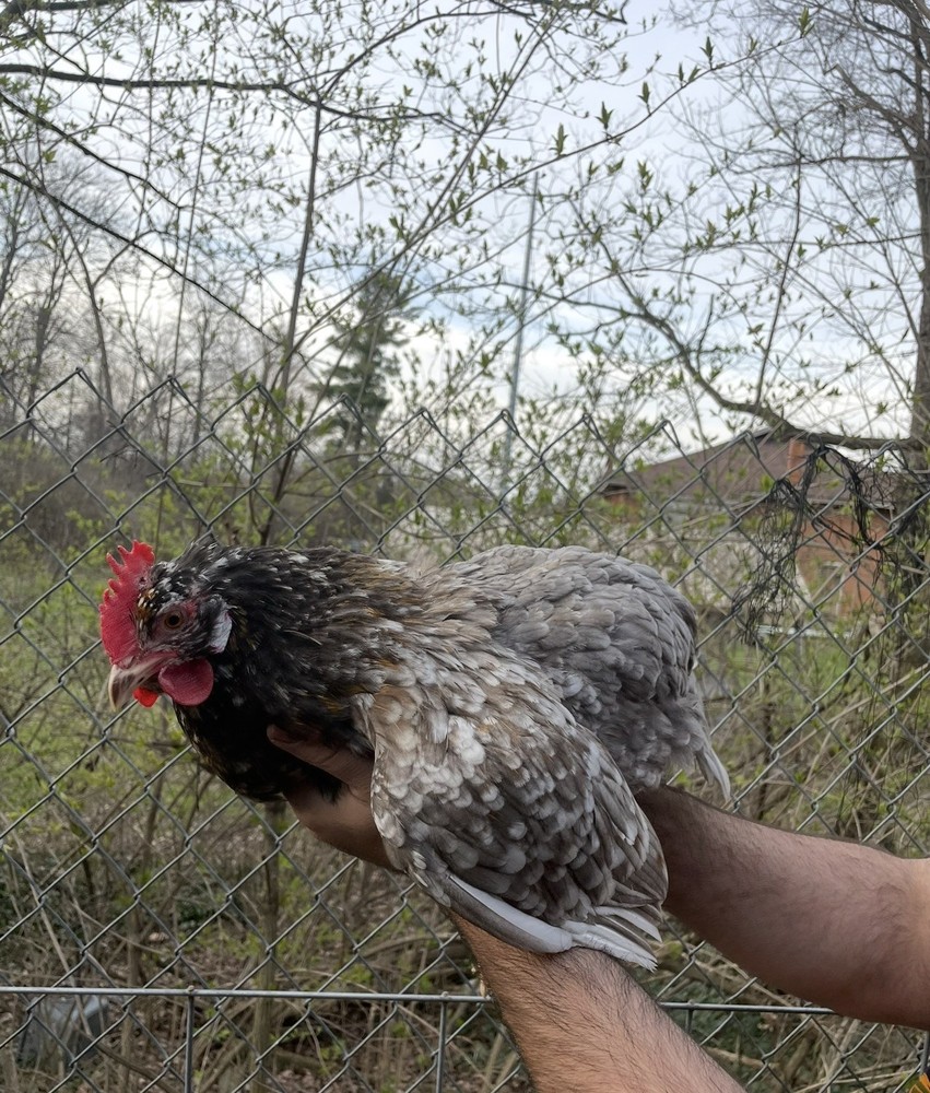 12 Swedish Flower Hen Hatching Eggs!!