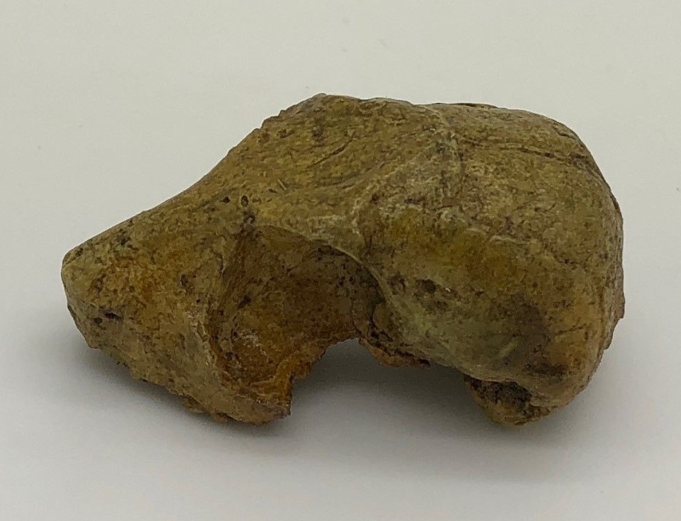 ROONEYIA OMOMYID SKULL REPLICA