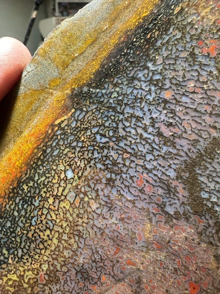 Dinosaur bone rough **hxtled high grade slab.