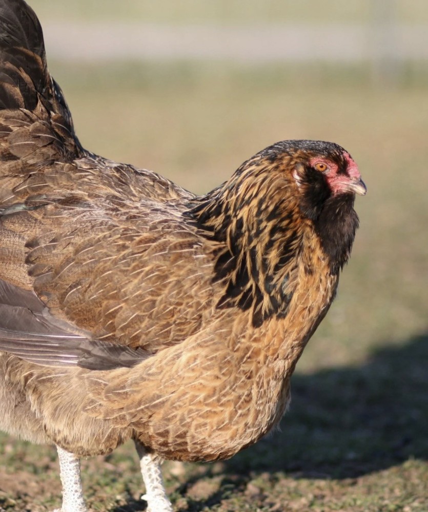 Easter Egger 12+ hatching eggs