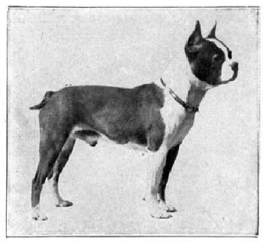 Boston Terrier Book 1910 dog