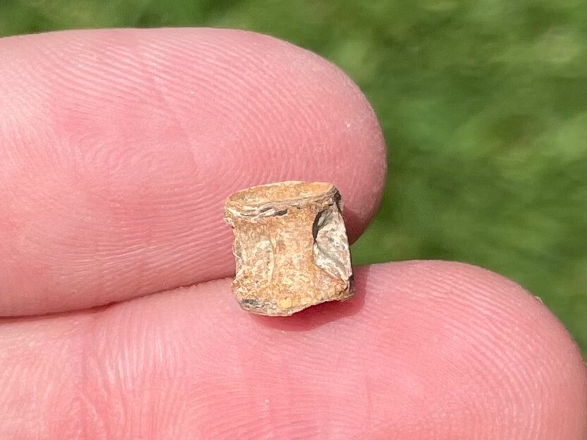 Texas Fossil Fish Vertebrae Cretaceous Age