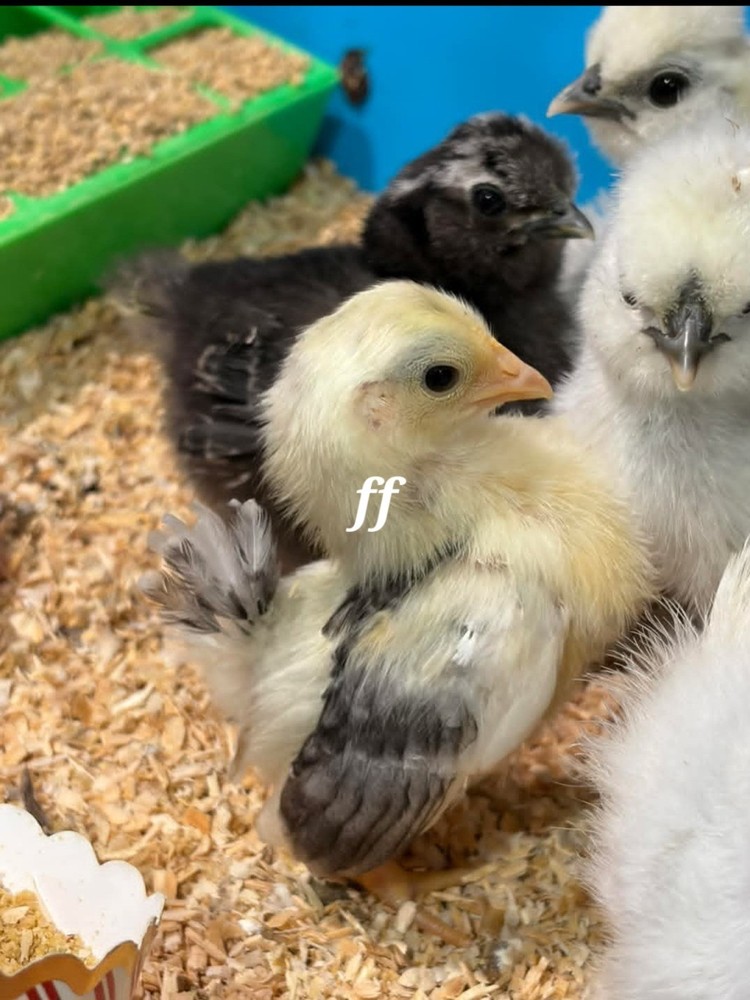 18 Serama Chicken Hatching Eggs hens choices