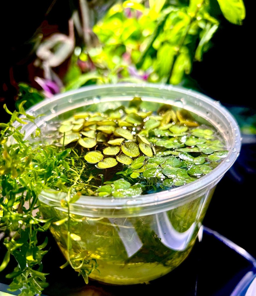 Shrimp Assorted Plant Pack - Live Aquarium Plants 1 Cup