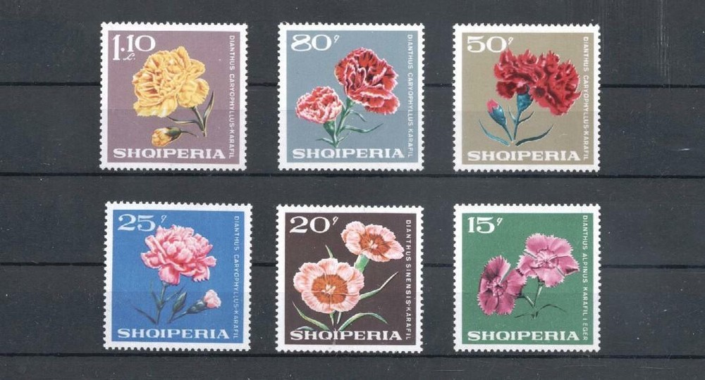 (907357) Flowers, Roses, Albania