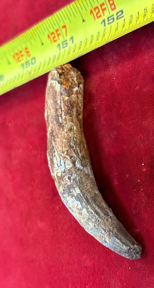 3 1/8 inch spinosaurus tooth
