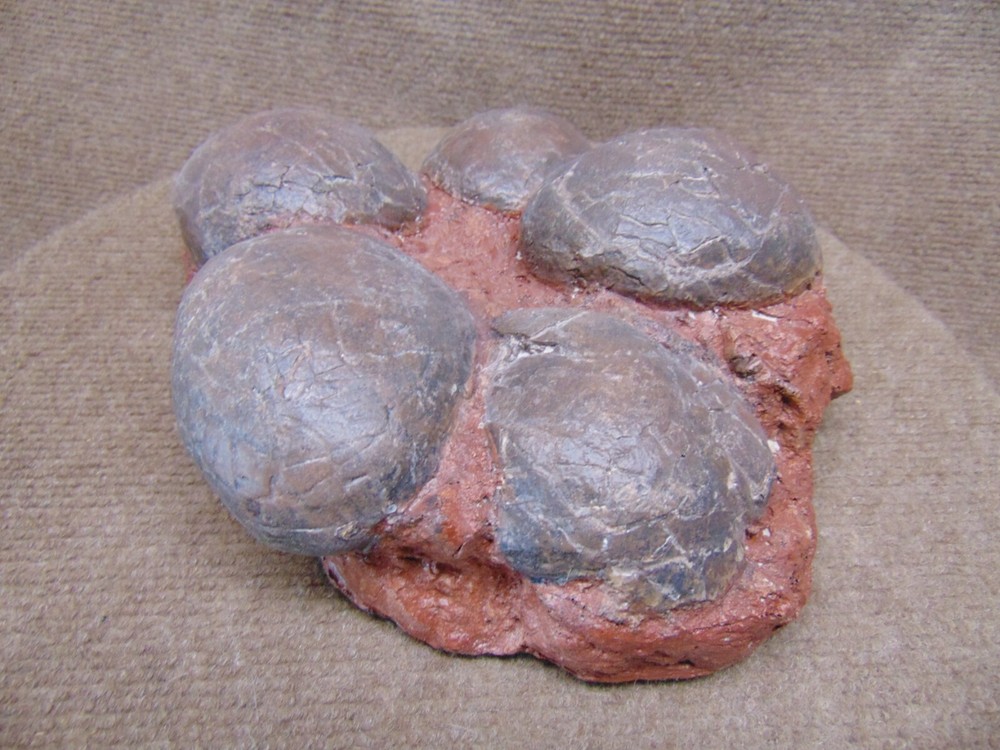 Mongolian dinosaur (Therizinosaur?) 5 egg nest cast replica