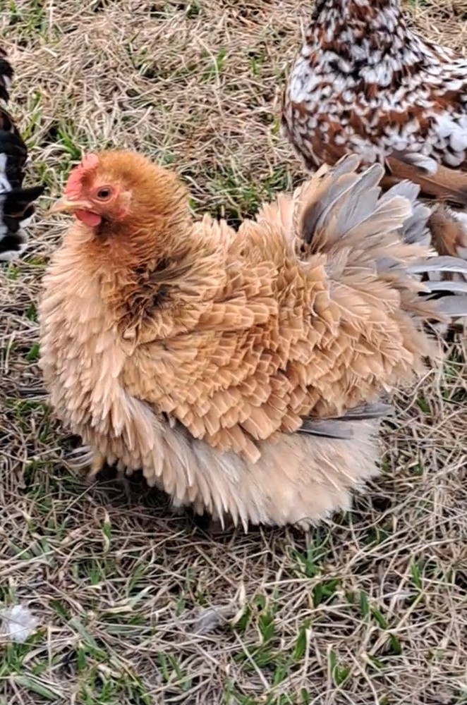 1 Dozen Bantam Cochin Hatching Eggs