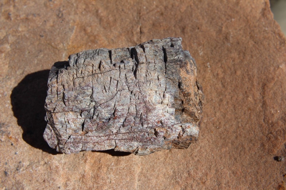 Dinosaur Bone, Lab Grade, Medium Bones, 2.5" to 3.25"