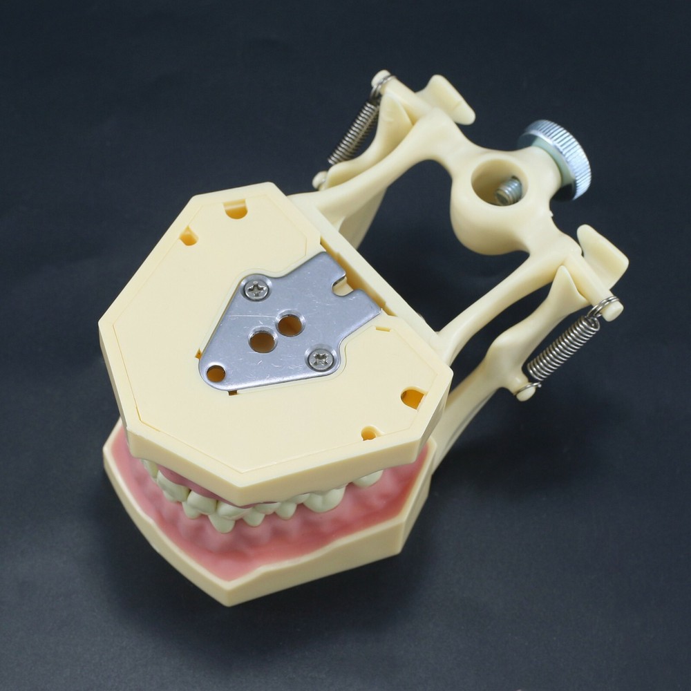 Dental Restorative Typodont Standard Model Removable 32PC Teeth Numbered Frasaco