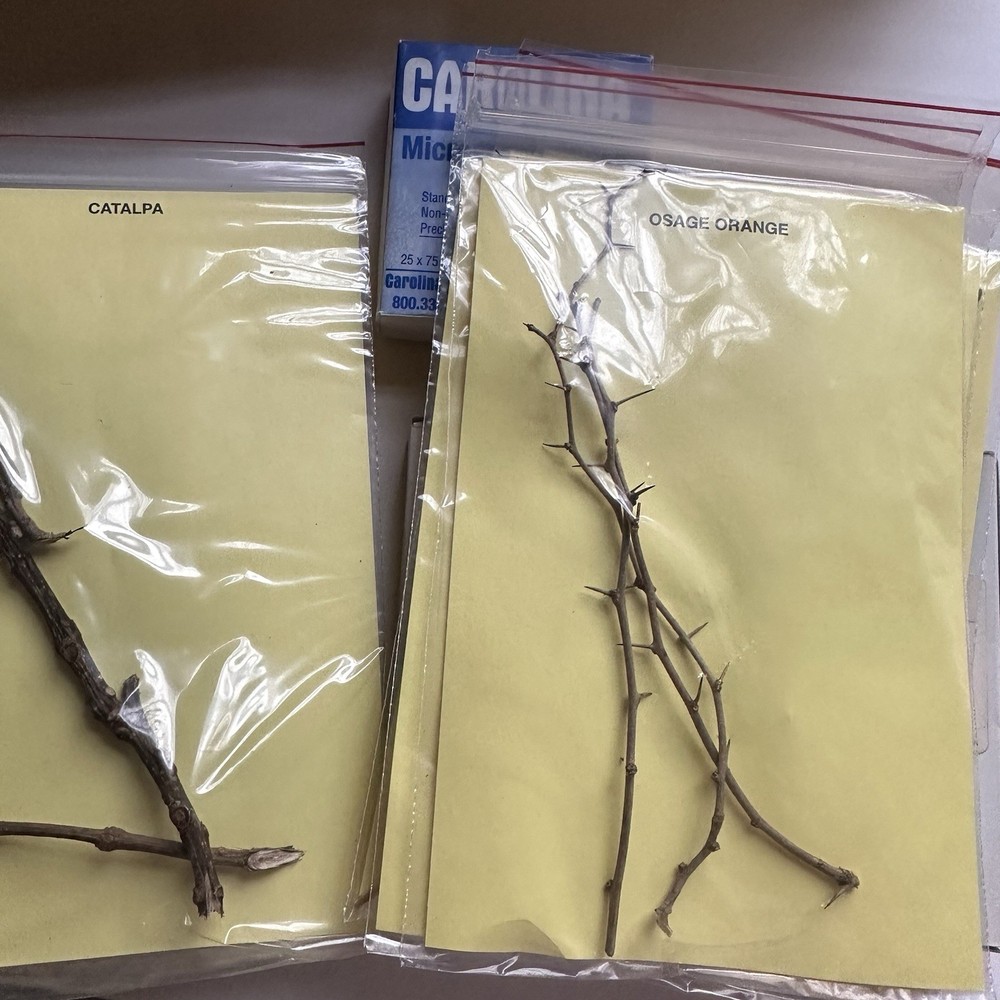 Vintage 70s Twig Identification Kit Tree Microscope Slides Nature