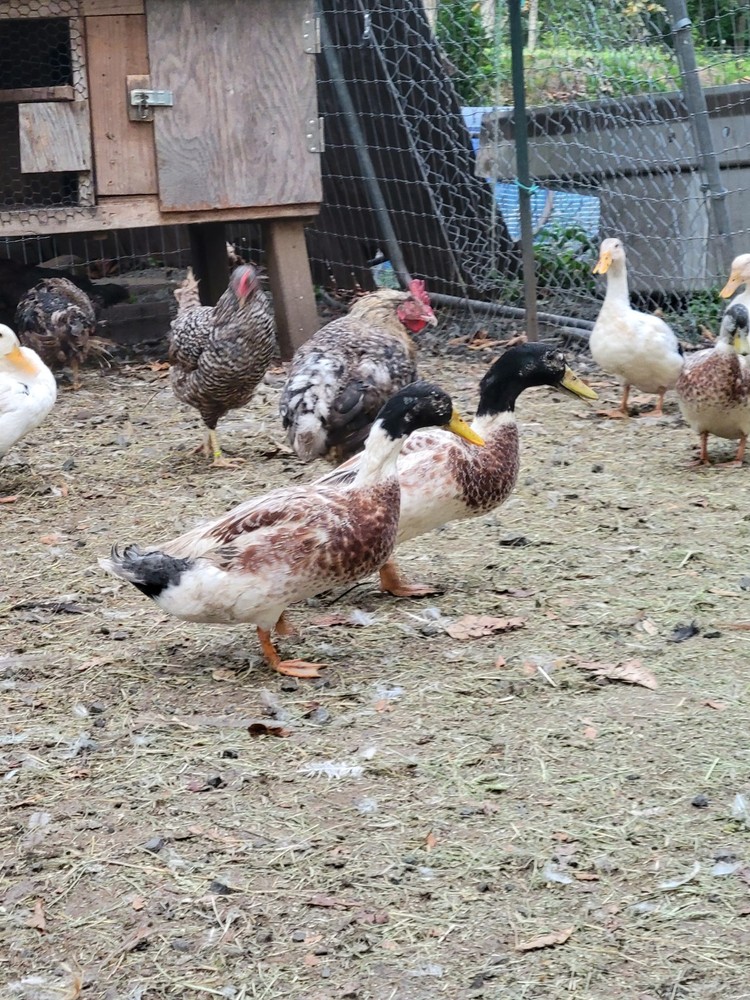 8 Hatching Eggs Ducks Welsh Harlequin Silver And Gold Ready Now