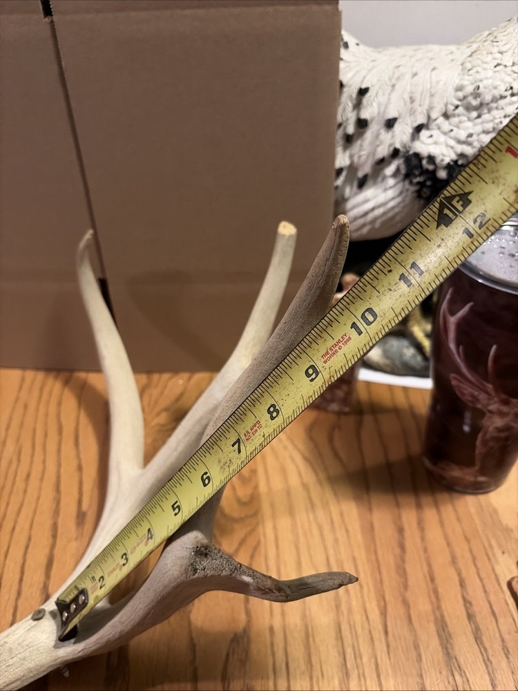 Large Antler Shed See Photos