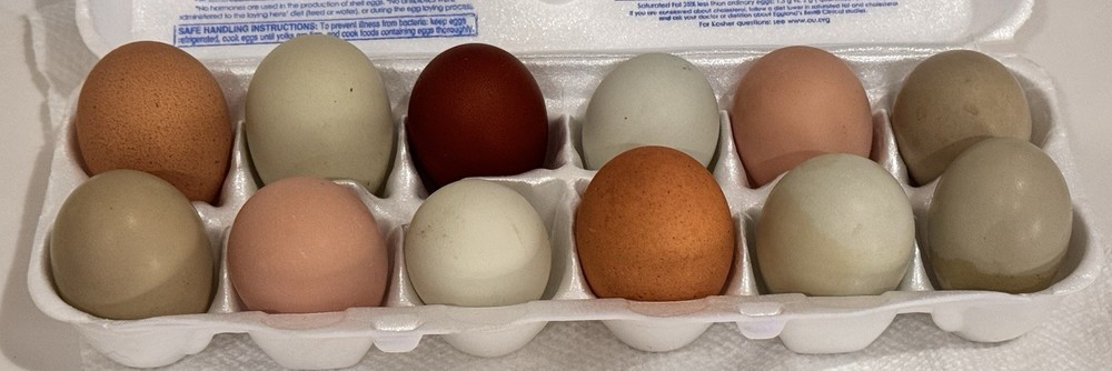 12 DARK Marans Chicken Hatching Eggs