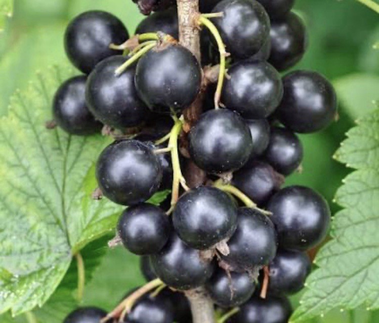 ‘Black Consort’ Black Currant Seed, 100 Ct.