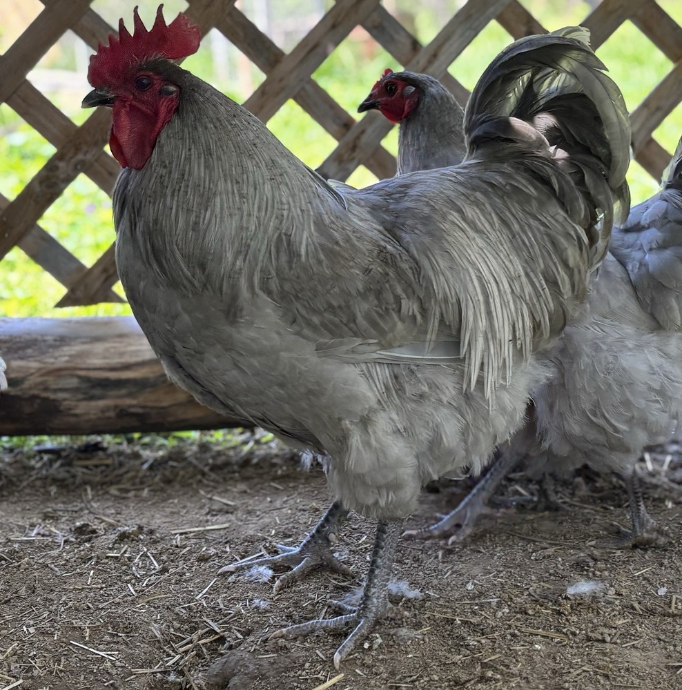 Purebred Hatching Eggs: You Pick The Mix (12 Eggs)