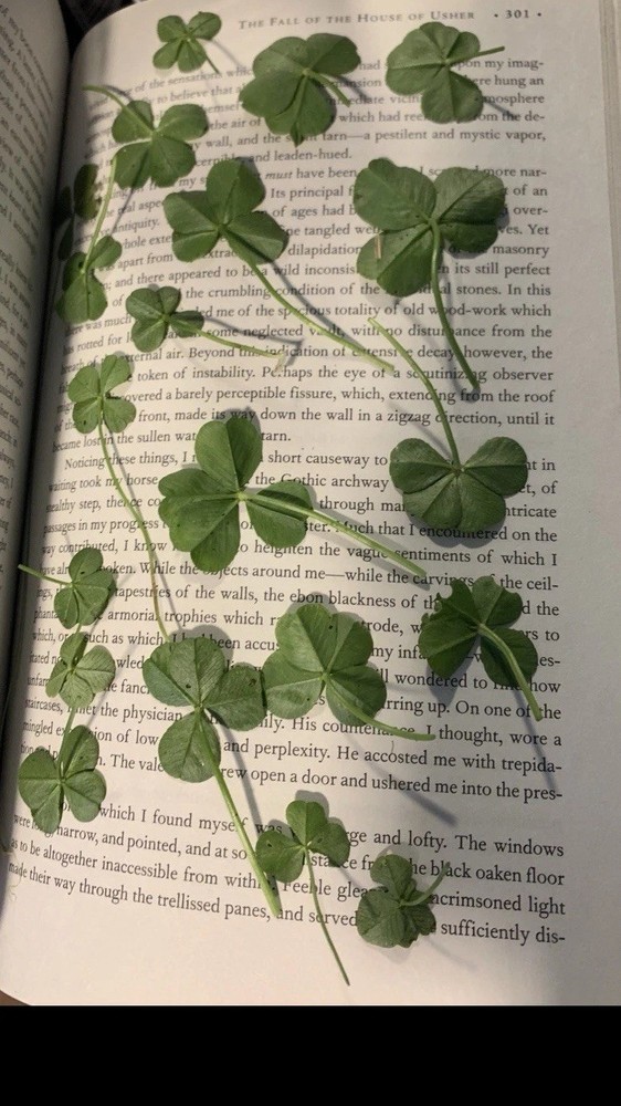Genuine Four Leaf Clover
