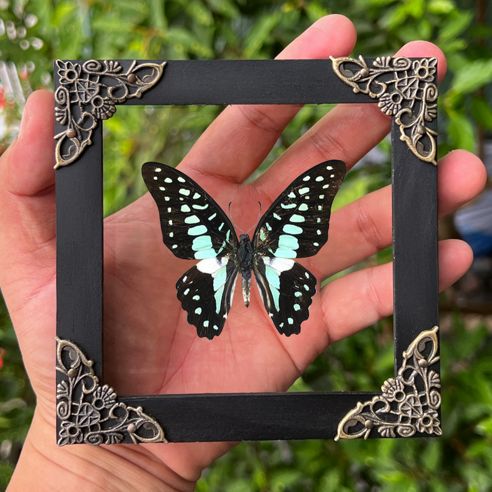 4.7" Framed Butterfly Open Wings Real Insect Beetle Bug Black Shadow Box