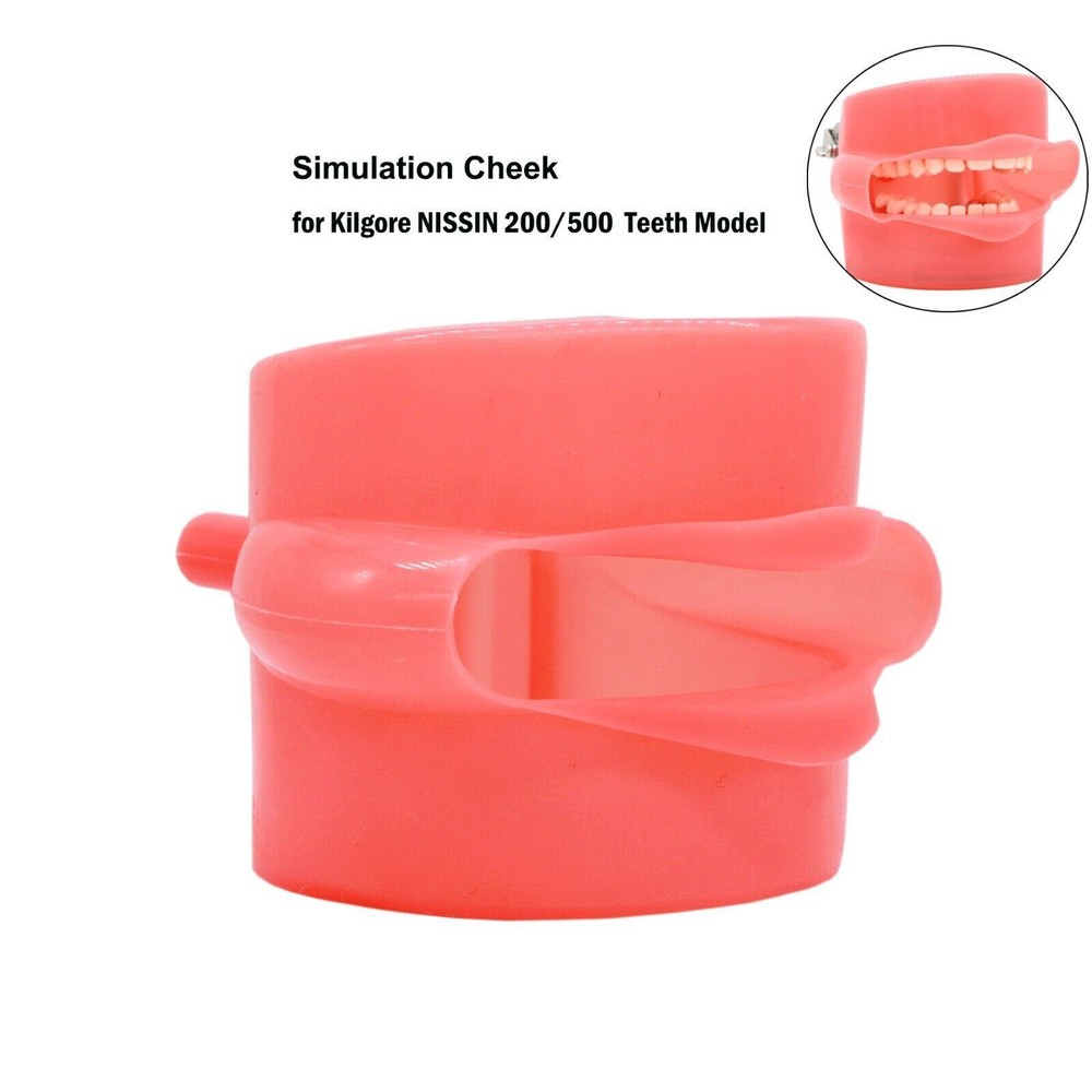 Dental Simulation Cheek Soft Rubber Typodont Practice Study 1:1 Standard Model