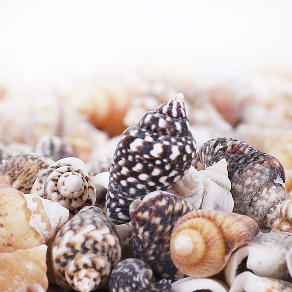 2000 PCS Tiny Mini Small Sea Shells for Crafting seashells, Tiny/2000pcs