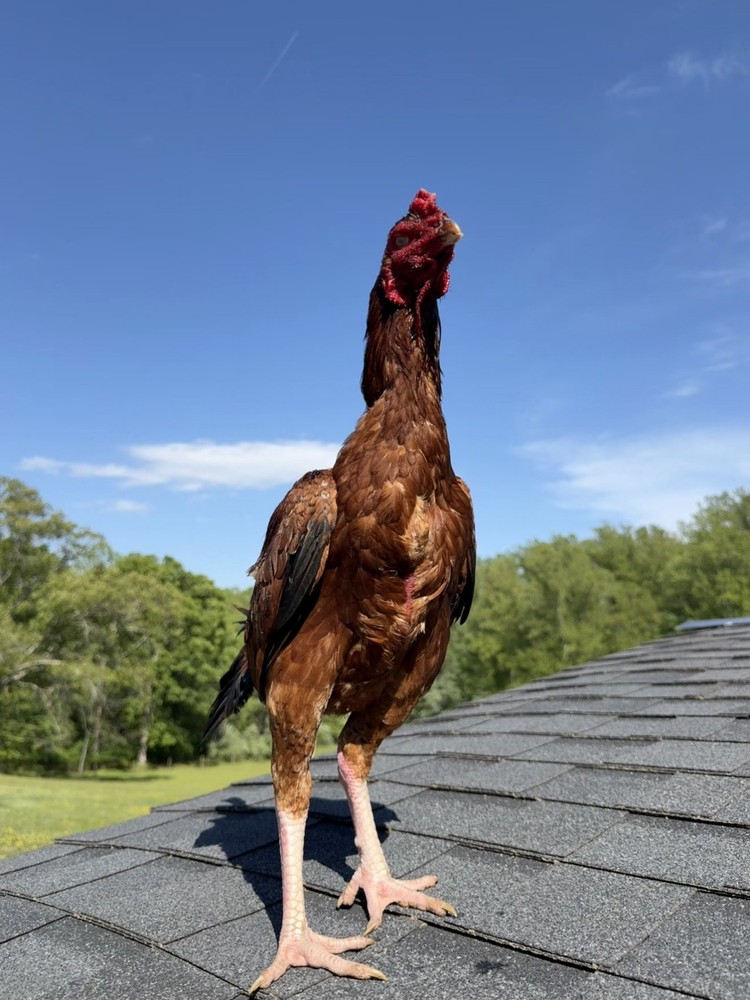 Farm Chicken has Indian/Pakistani Hatching Eggs