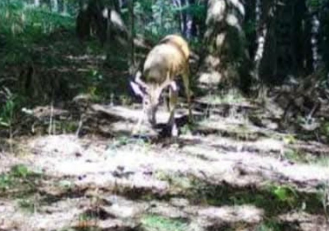 Tag-Out Deer Mineral