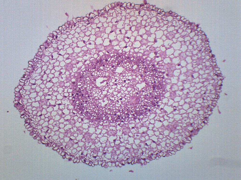 Zea Mays Root Tip - Prepared Microscope Slide - 75x25mm - Eisco Labs