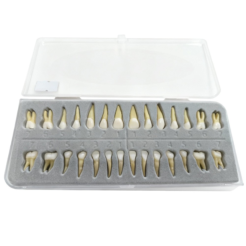 28 Resin Dental Permanent Teeth Study Tooth Model Discrete With Root Simulation