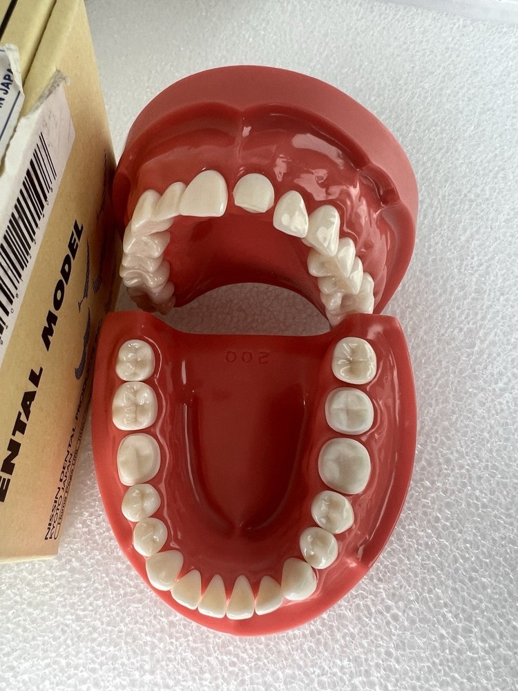 Dental TEST MODEL - CEREC Scanning - With Preps