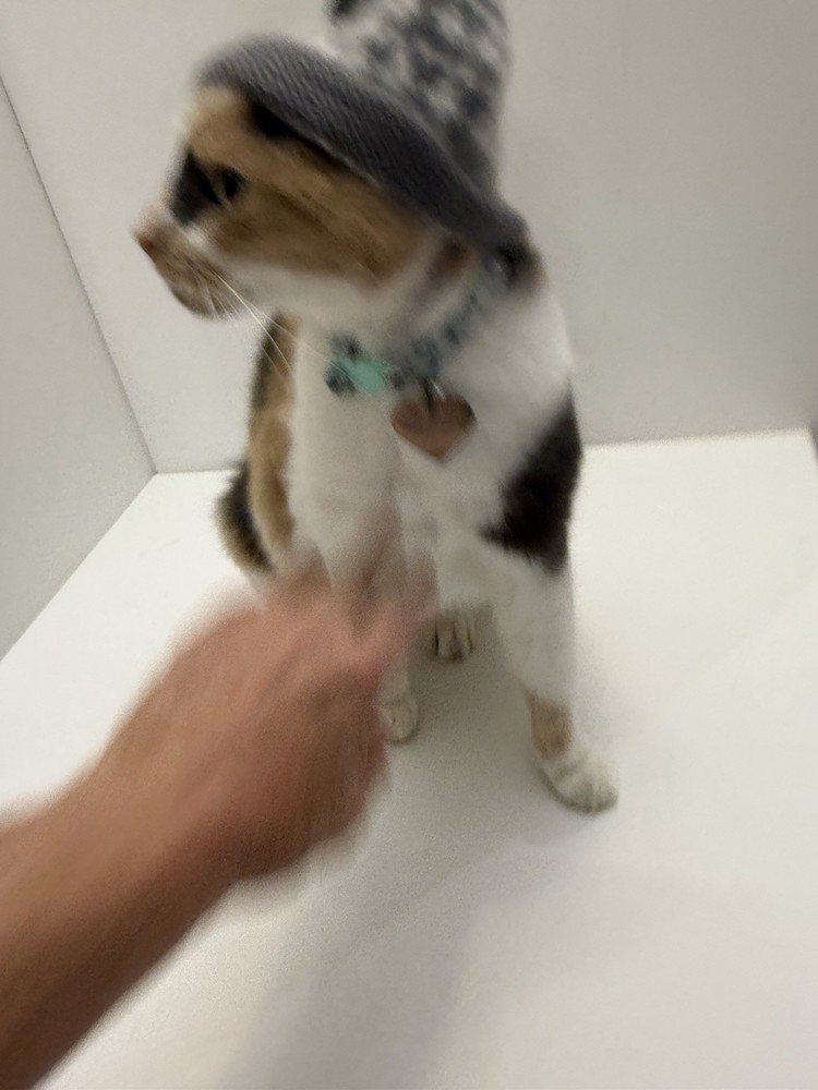 Gray And White Hat With Fuzz Ball