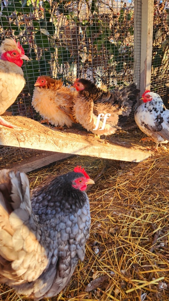 12Serama Hatching Eggs